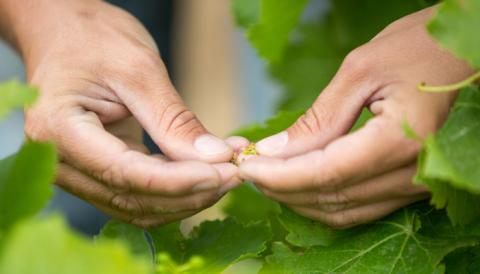 Boisset Sustainability Act IV The Vineyardist