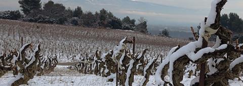 Bonpas Vineyards in snow